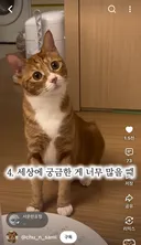 누가 고양이 표정 없대