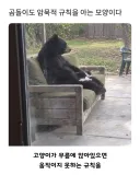 야생곰도 알고있는 암묵적 규칙