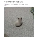 충격적인 요즘 새끼고양이 크기 근황.jpg
