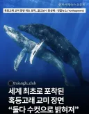 세계최초로 포착된 대자연의 신비.jpg