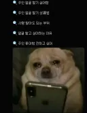 트위터 탐라를 점령해버린 슬픈 치와와