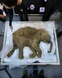 시베리아의 영구동토층에서 온전한 상태로 발견된 1살 아기매머드