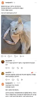 노견 노묘 건강검진 받다가 사망하는 경우 은근 있나봐...jpg