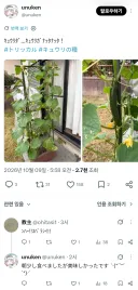 트릭컬) 오이를 성공적으로 키운 일본 교주