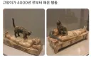 고양이가 4000년전부터 해온 행동.jpg