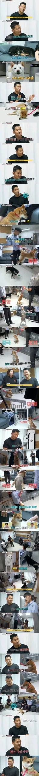 개훌륭 강형욱 니가 날 물거야 난 너