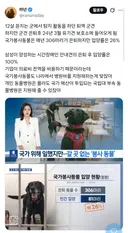 국가 위해 헌신한 군견들이 유기견 보호소에 들어감