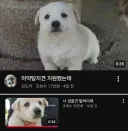 취업 준비하던 댕댕이 근황