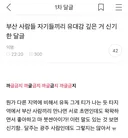 부산 사람들 자기들끼리 유대감 깊은 거 신기한 달글 캡쳐