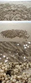서해안에 동그란 모래 경단이 넓게 깔리는 이유.jpgif