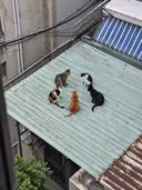 각 모색들의 정상회담.jpg
