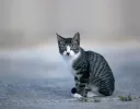 고양이를 모르는 사람을 위한 고양이 표정 강의
