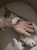 아 ㅅㅂ..루리웹 추천 스토커 또 붙었네..