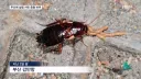 부산 점령한 중동 바퀴벌레