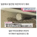 자연에선 오래 살기 힘들다는 돌연변이