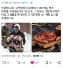 소방관님이 그때 화재현장에서 구해준 돼지입니다!