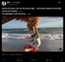 바닷가에서 치이카와 인형 사진 찍다가 매한테 뺏겼던 사람 근황