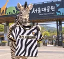 [오피셜] 서울 어린이대공원 소속 얼룩말 '세로' 과천 서울대공원으로 이적