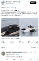 죽은 새끼의 시신을 17일 동안 데리고 다닌 엄마 범고래