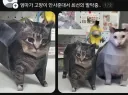 엄마가 고양이 안사준대서 최선의 발악중