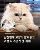 남친에게 고양이 맡겨놓고 여행 다녀온 사진 화제...