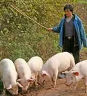 경복궁 한푸 쫒아내는 중