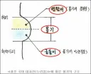 엉덩이와 궁둥이의 차이점