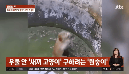 우물에 빠진 새끼 고양이 구하려는 원숭이