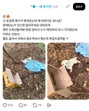 [스레드] 산 초입 애기가 묶여있는데 얘 데려가도 되나요?