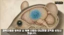 (공포) 생쥐의 머리에 인간의 뇌를 배양한 과학자들