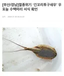 멸종위기종인 줄 알았던 동물