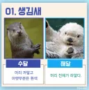 치이카와) 수달과 해달 구분 방법