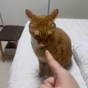 퍼 온 사진 고양이 눈 보소 ㅋㅋ