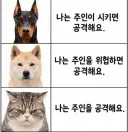 개와 고양이의 차이점.jpg