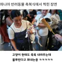 파나마 반려동물 축복식에서 찍힌 고양이.jpg