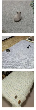 새끼 고양이 크기 딱 요만함