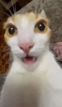 시발 ㅋㅋㅋㅋ ai사진으로 혐오글 싸고 반응 안 좋으니까 칼삭 ㅋㅋㅋ