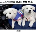시고르자브르종 산책 전 후