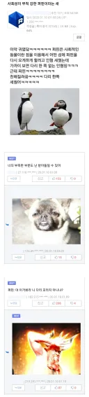 사회성 강한 '퍼핀'이라는 새를 본 빛의 유게이와 어둠의 유게이.jpg