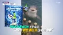 부캉이 활용 시작한 부산쪽...