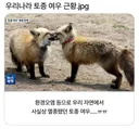 우리나라 토종 여우 vs 보배 여우