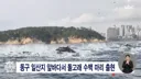 울산 동구 앞바다, 돌고래 수백마리 출현.jpg