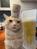 고양이: 그래. 그 맥주 차갑냐? 🍺