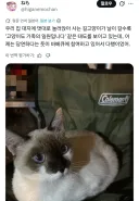 일본에서 일어난 기적의 고양이 상봉