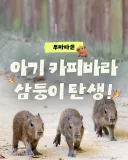 오늘 공개하는 에버랜드 카피바라 세쌍둥이...