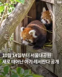 10월 14일 첫 출근한 서울대공원 래서판다 쌍둥이.jpg