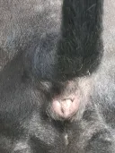 똥꼬접사 인증