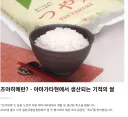 버튜버)오늘 라덴 밤밥 쌀 품종