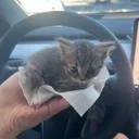 이 아기 고양이의 이름은 덬이 마지막으로 먹은 거임