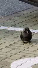 다친 까마귀 구조했어요.